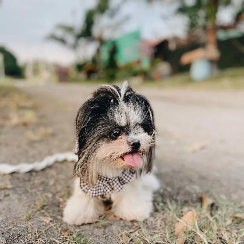 Shih Tzu Puppy in a Dress