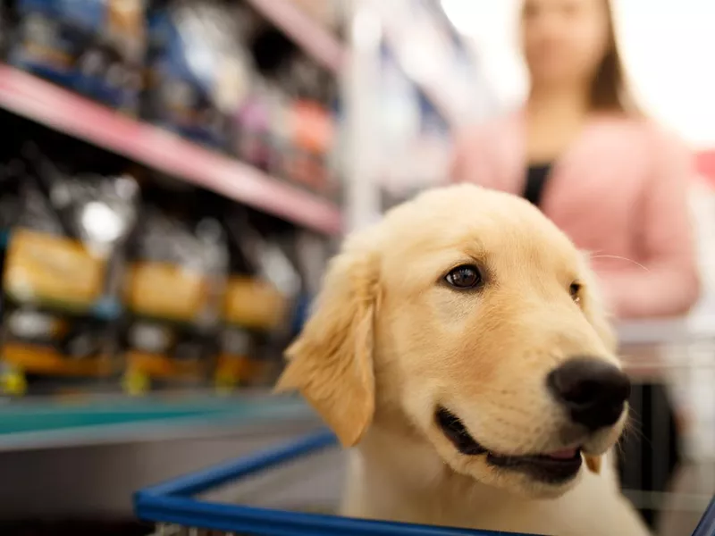 Puppy Shopping