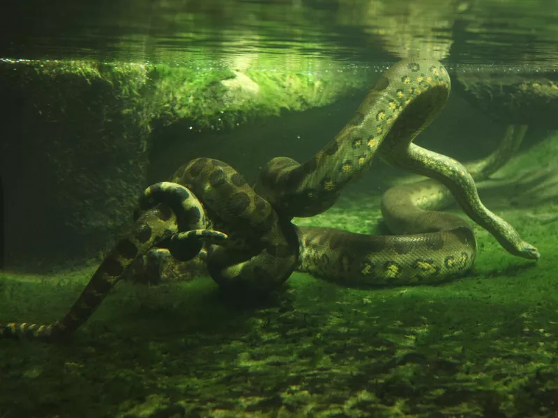 Green anaconda (Eunectes murinus)