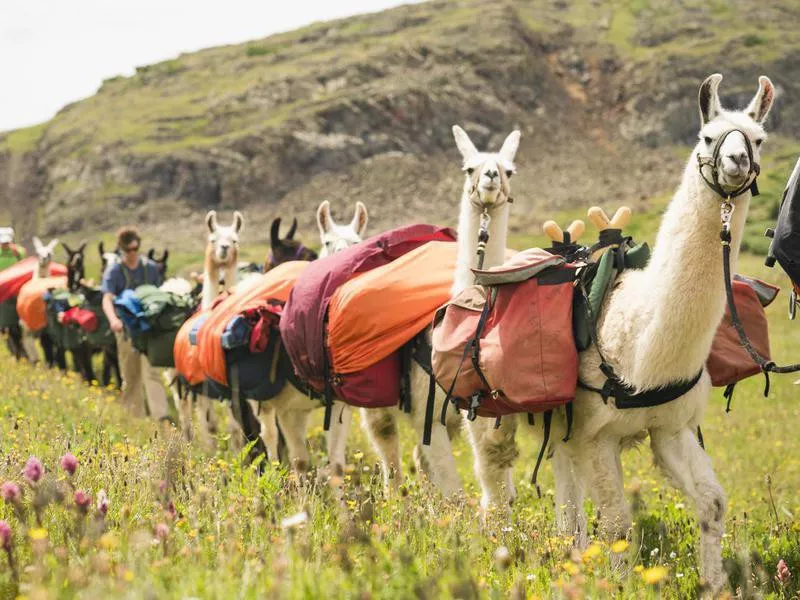Llama train and hikers walk through grassy meadow in San Juan Mountains