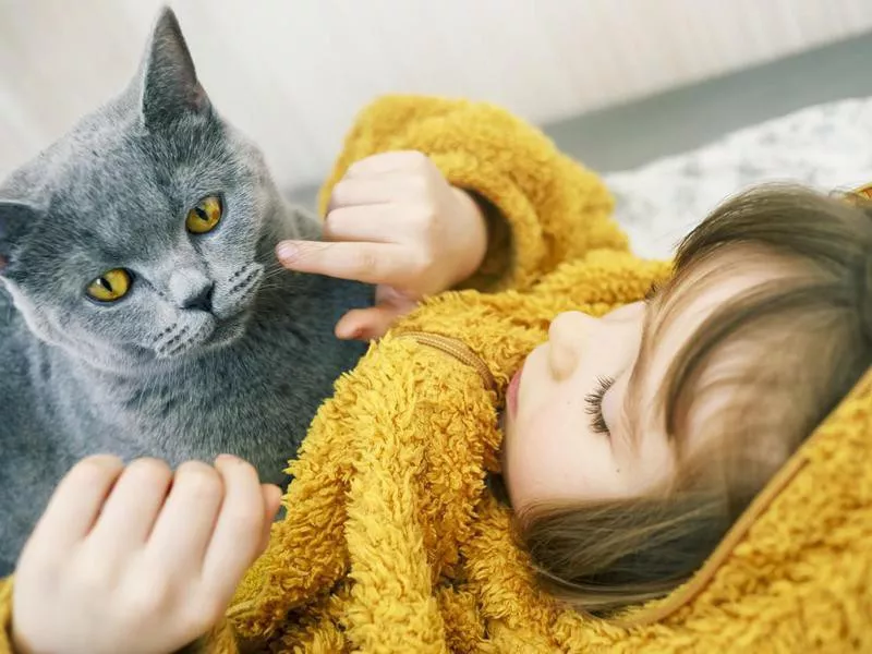 Happy child with British shorthair cat