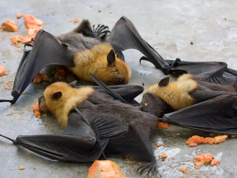 fruit bats