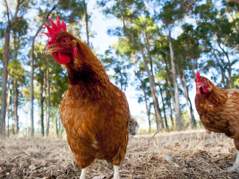 ISA Brown Chicken and Egg Color