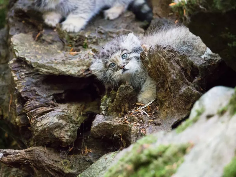 Pallas cat kitten playing
