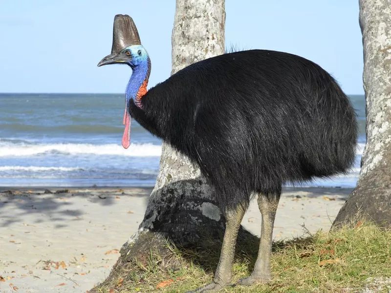 Cassowary on beach
