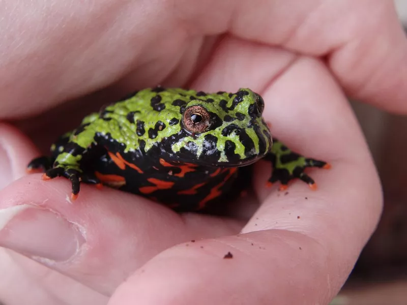 Oriental Fire-Bellied Toad