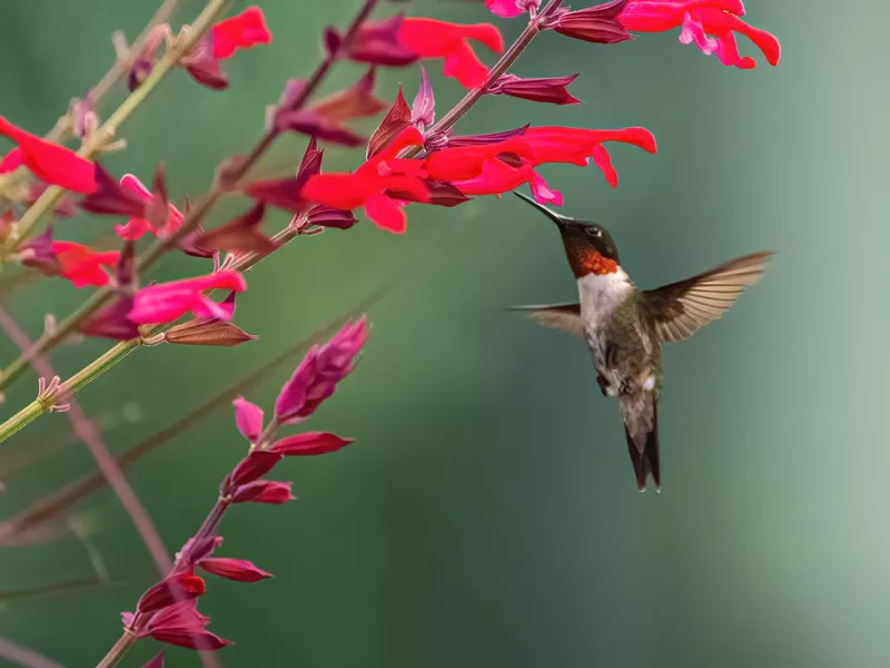 Ruby-Throated Hummingbird