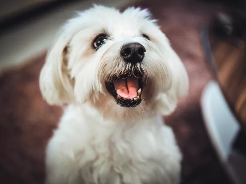 Maltese