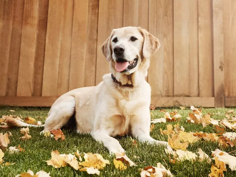 Labrador