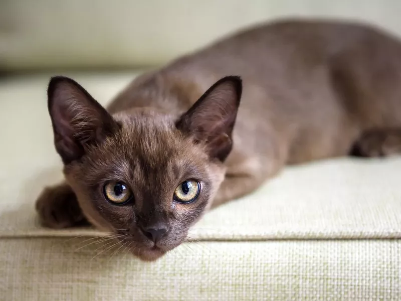 Burmese kitten