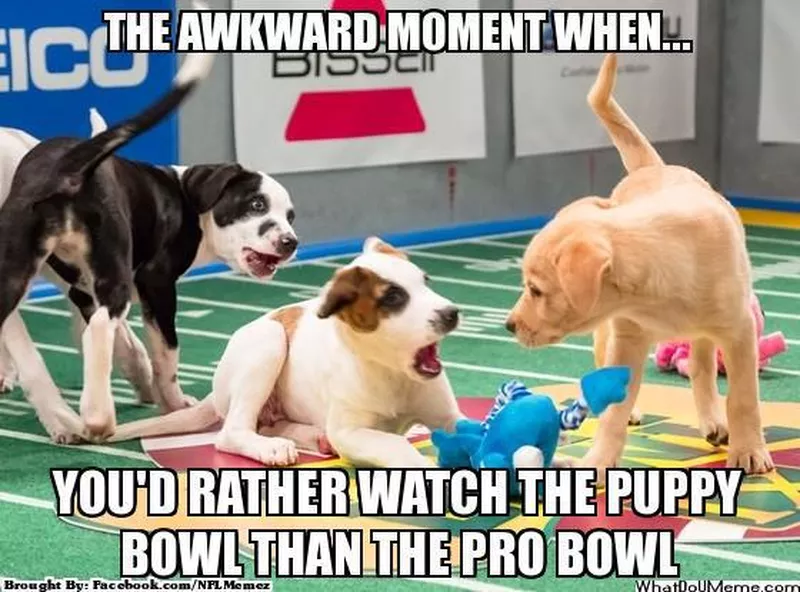 Cute puppies playing