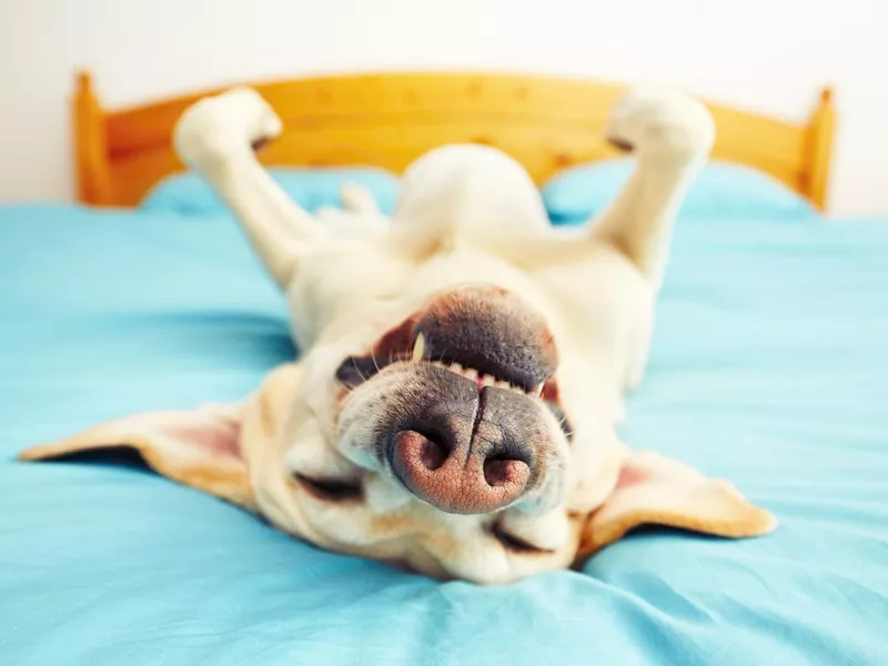 Dog on the bed