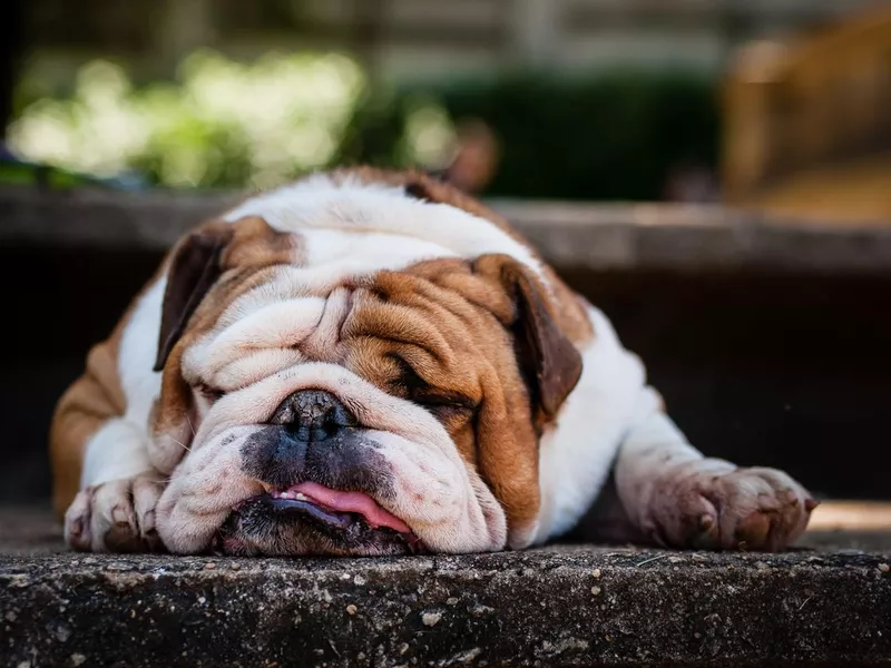 Lazy Bulldog Puppy