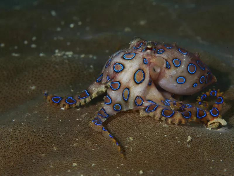 Blue-ringed octopus