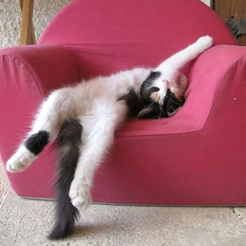 Cats are liquid