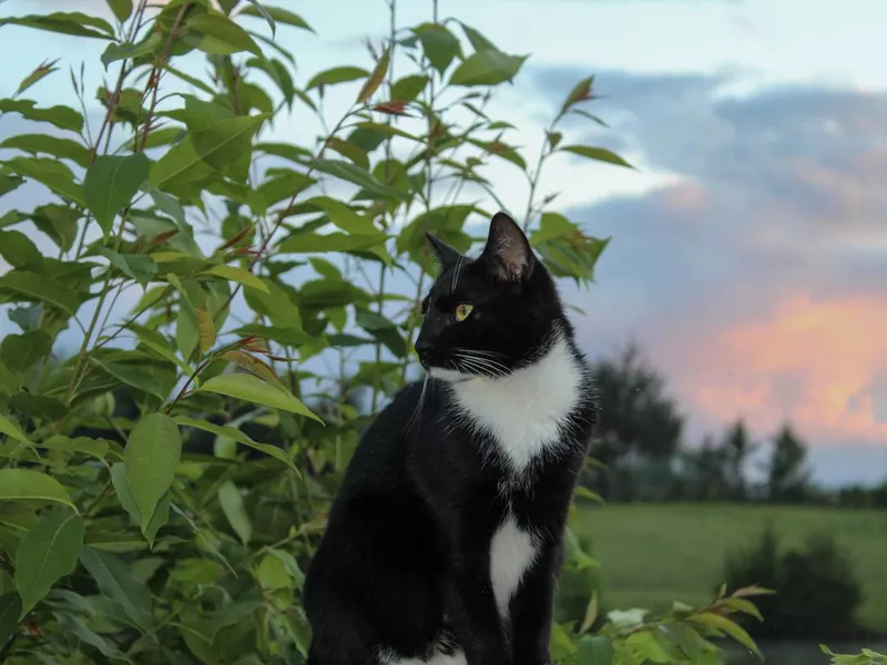 Portrait of a Tuxedo Cat
