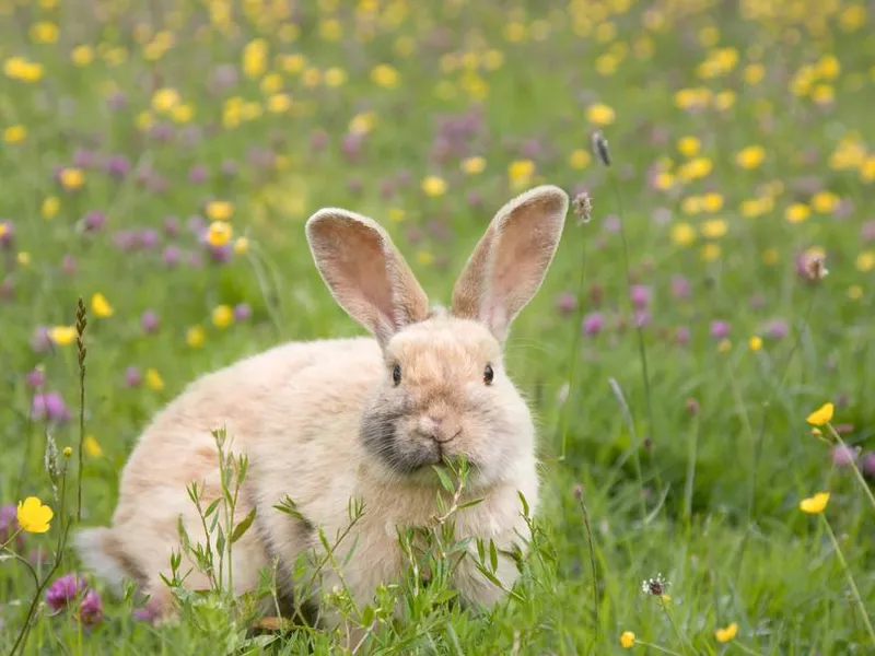 Bunny in a meadow