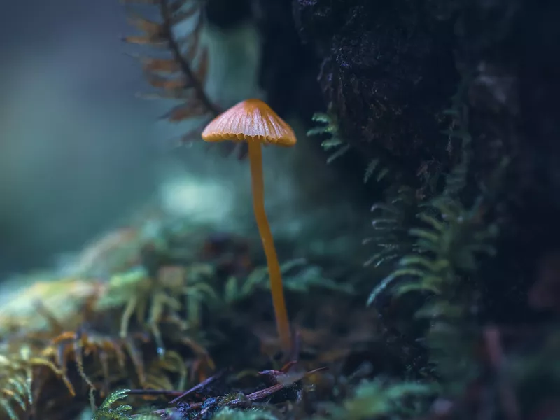 Vancouver Island Forest