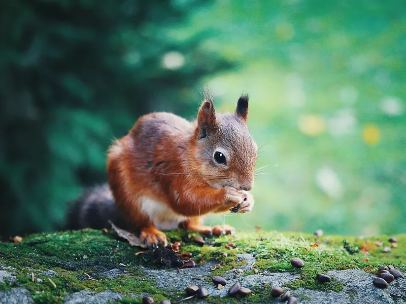 Small Squirrel
