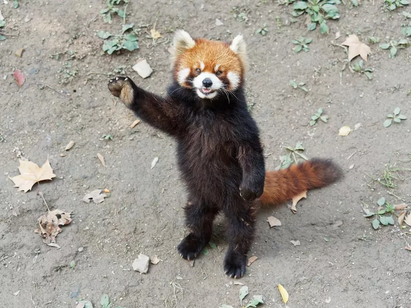 Red panda standing