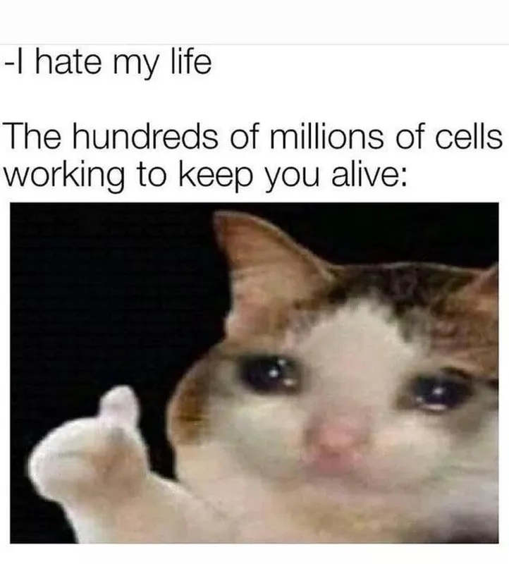 Funny cat meme