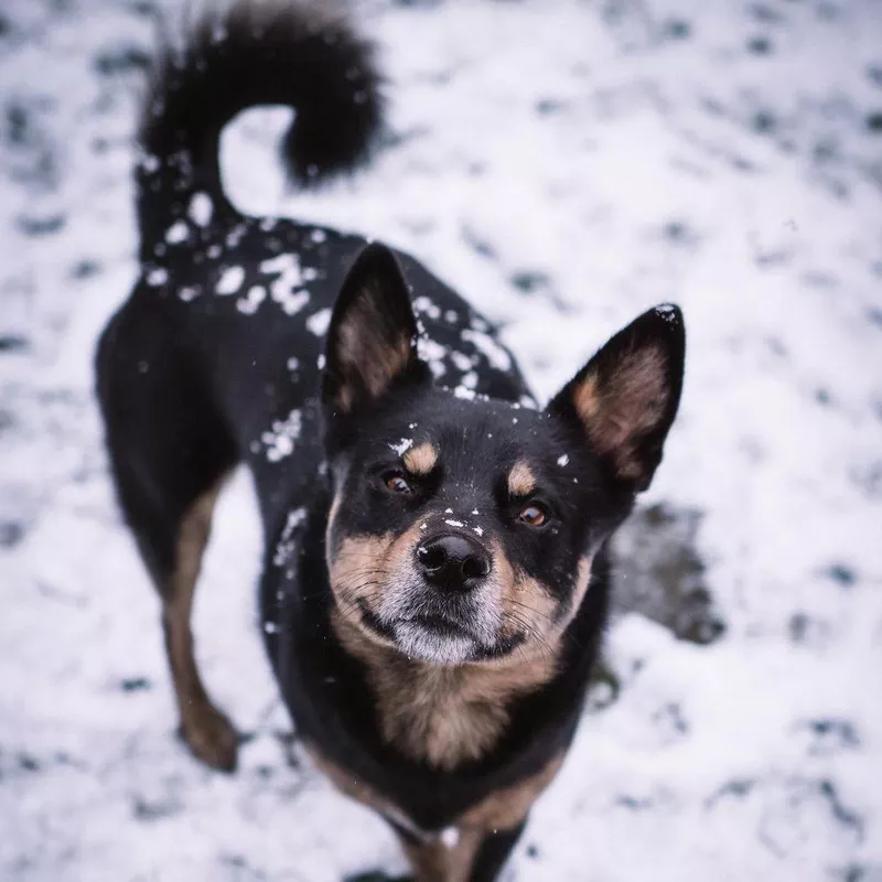 Husky Rottweiler Mix