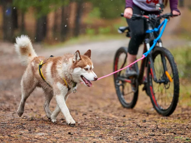 Bikejoring Husky