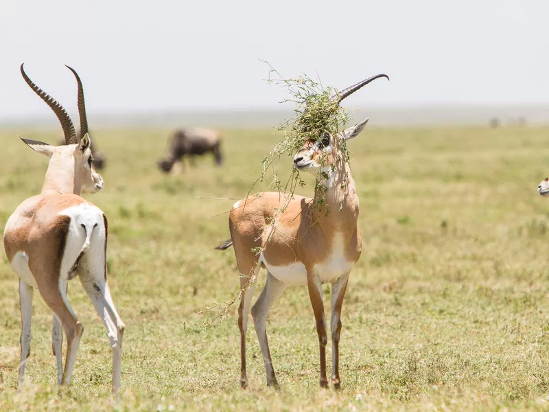 Grant's Gazelle Mammals Serengeti Tanzania