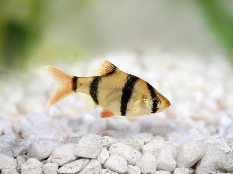 Tiger Barb