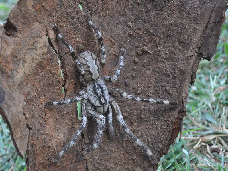 Face-Sized Tarantula
