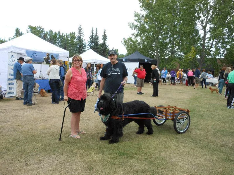 Carting Dog