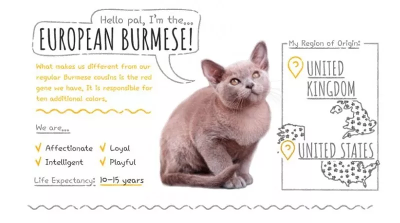 European Burmese Summary
