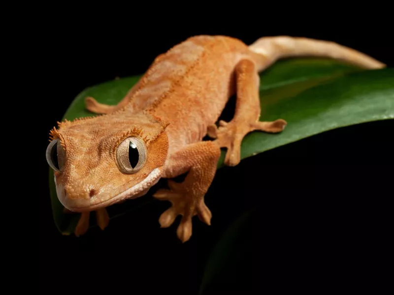 Crested Gecko