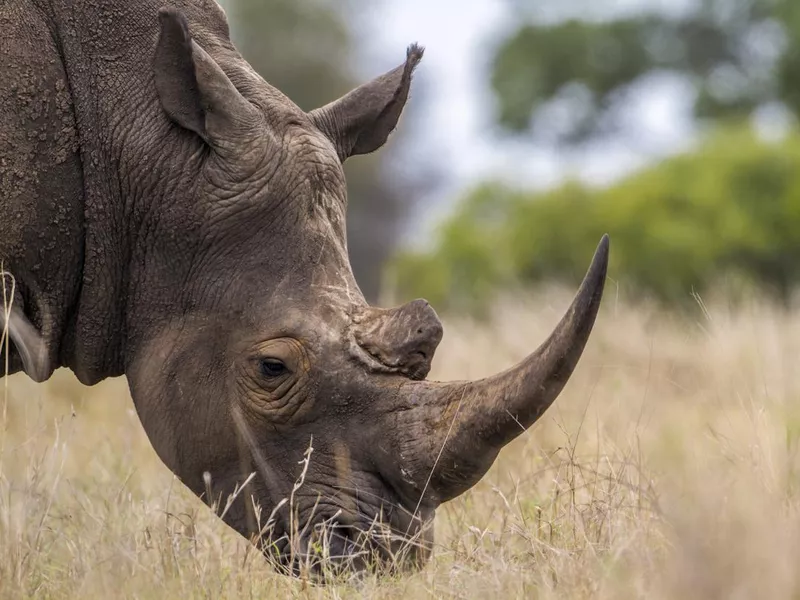 Southern white rhinoceros in Kruger National Park, South Africa