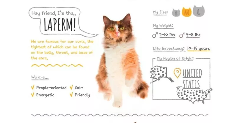 LaPerm cat breed