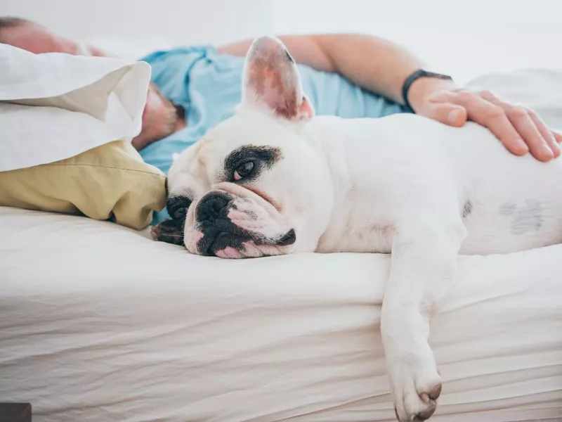 Man stroking dog on bed at home