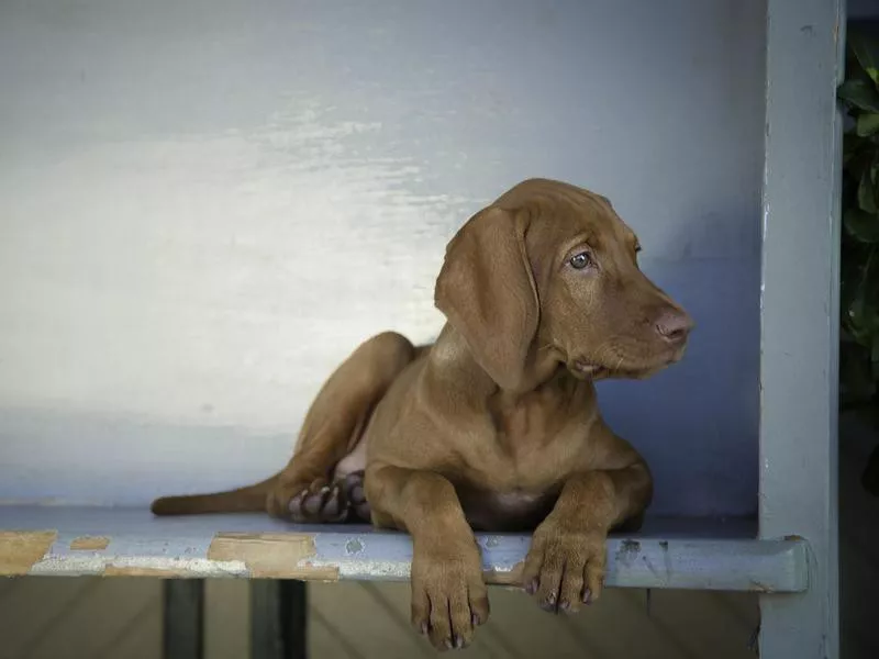 Vizsla puppy