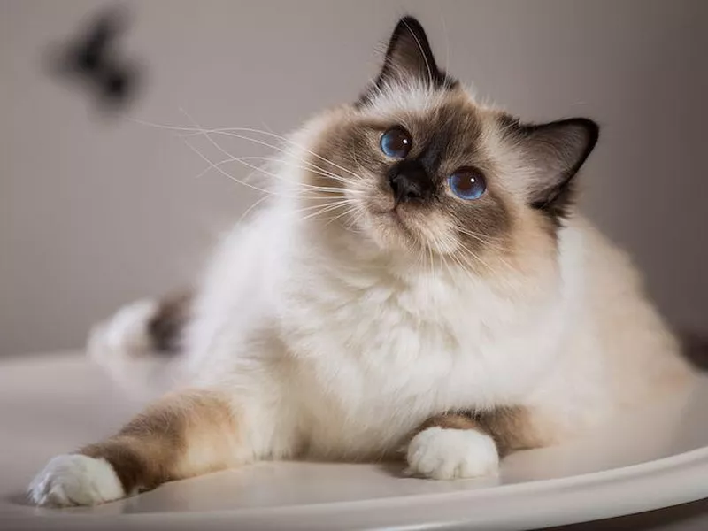 European Burmese