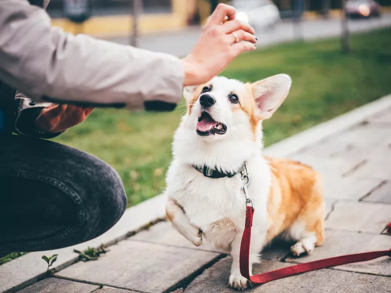 Girl training a cute corgi