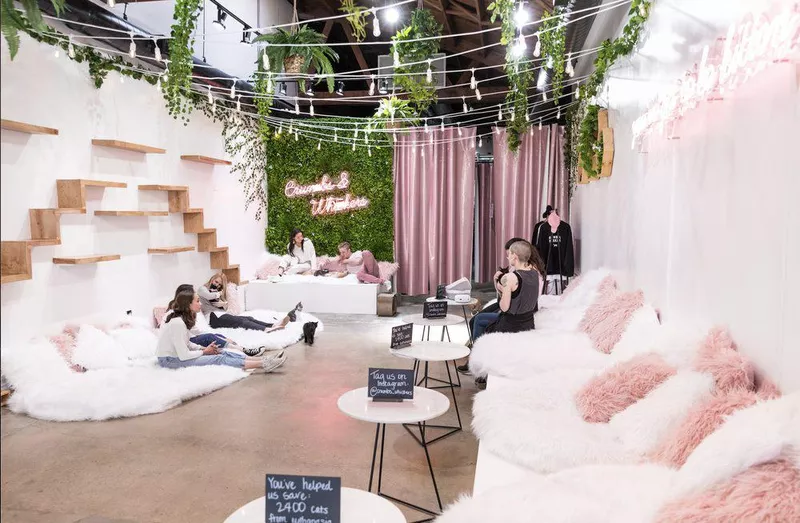 Crumbs and Whiskers Cat Café