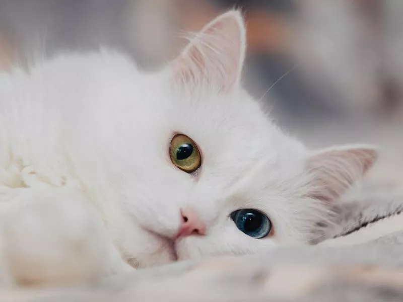 Turkish Angora cat