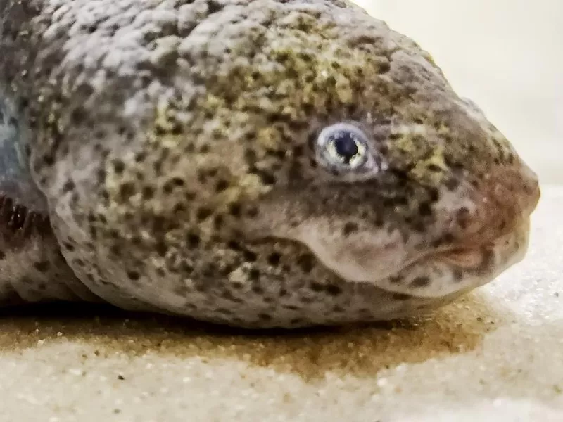 Axolotl