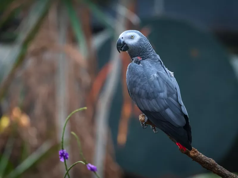 African Gray Parrot