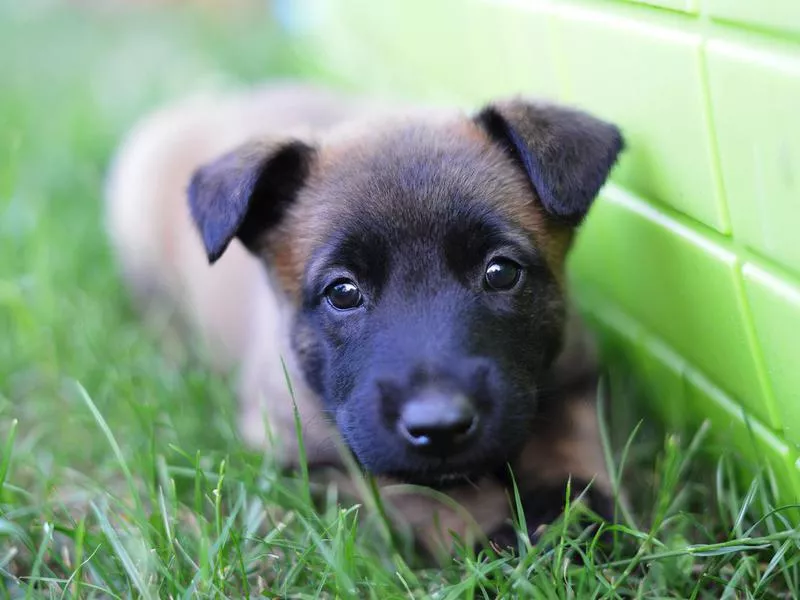 Belgian sheepdog puppy