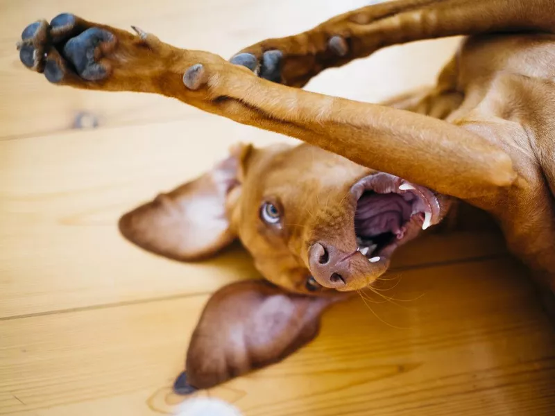 Vizsla dog laying on his back yawning