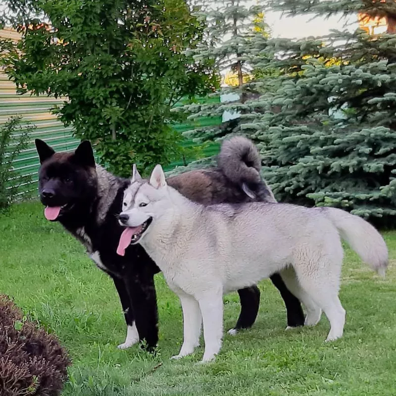 Husky Akita Mix