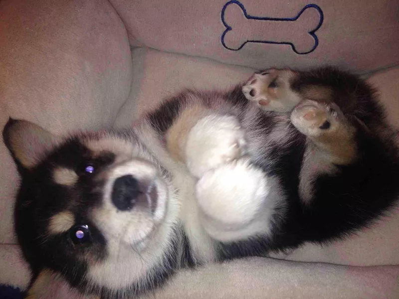 Husky and corgi mix