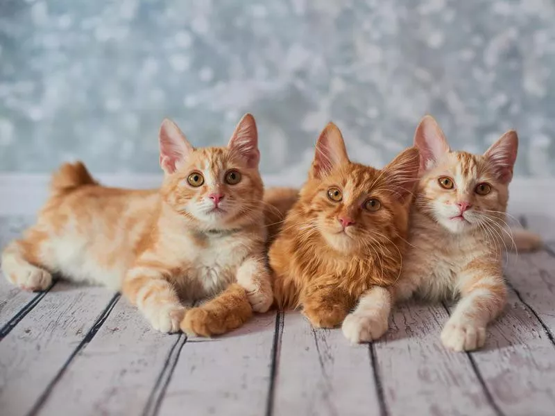 American Bobtail Cats