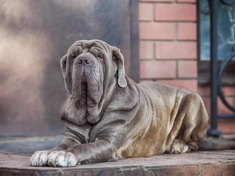 Neapolitan Mastiff laying down