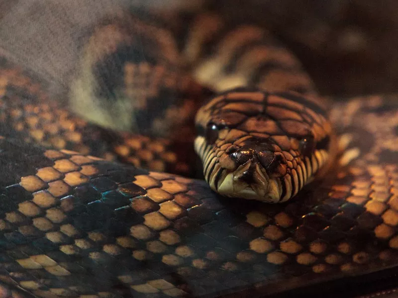 Scrub python known as Morelia amethistina